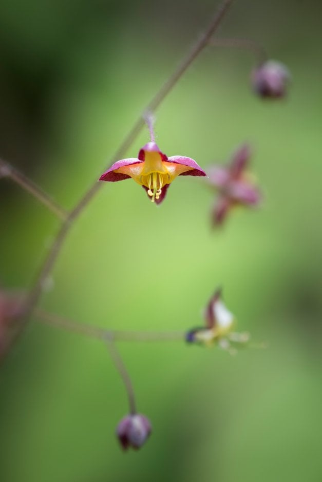barrenwort