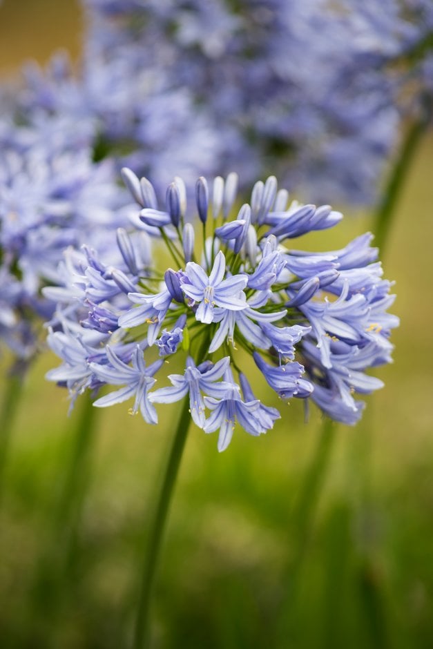 African lily 'Eggesford Sky'