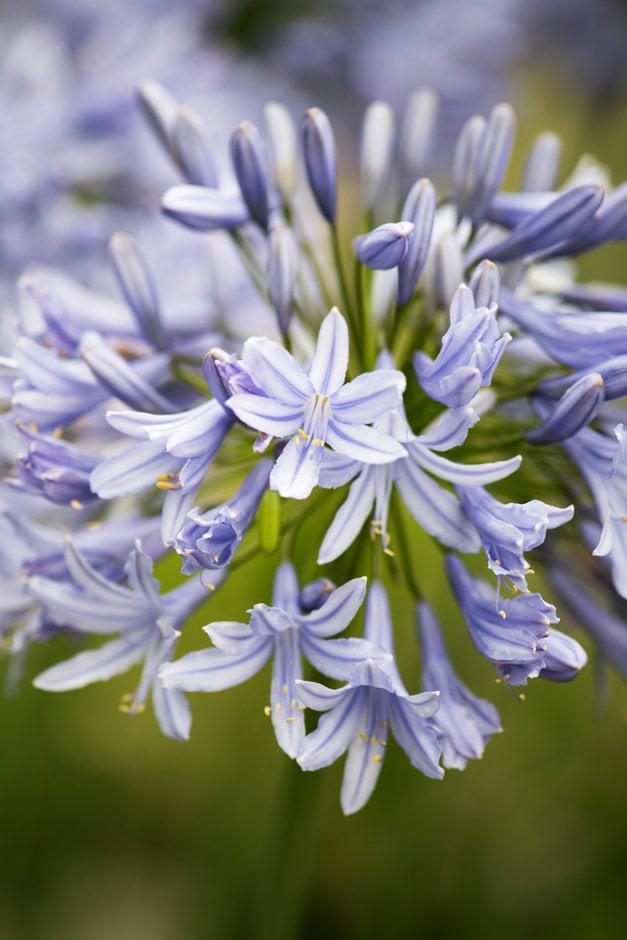 African lily 'Eggesford Sky'
