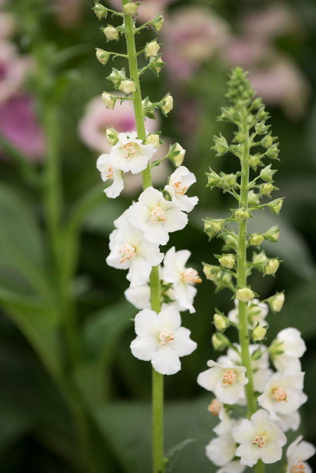 purple mullein 'Flush of White'
