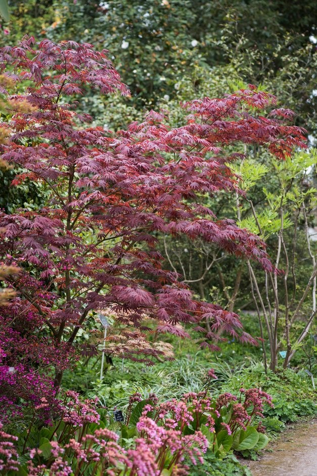 Japanese maple 'Sumi-nagashi'