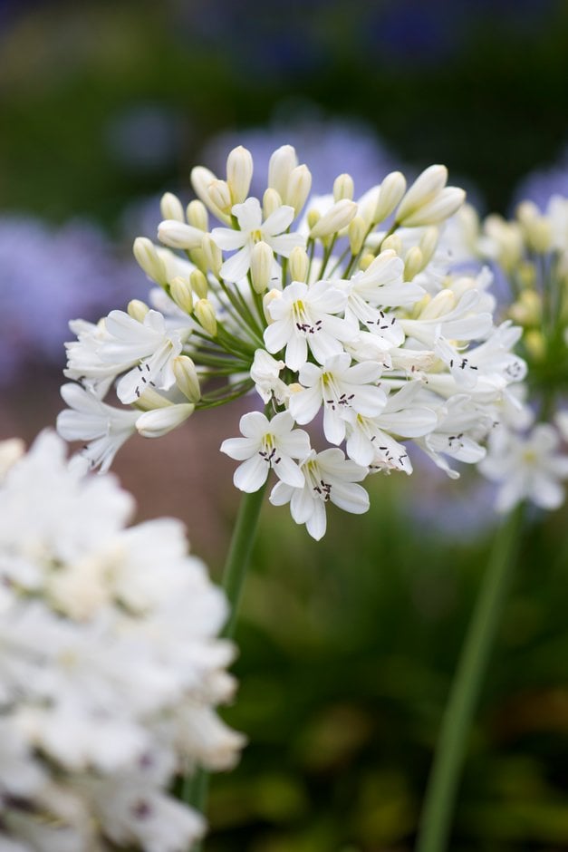 African lily 'Snow Crystal'