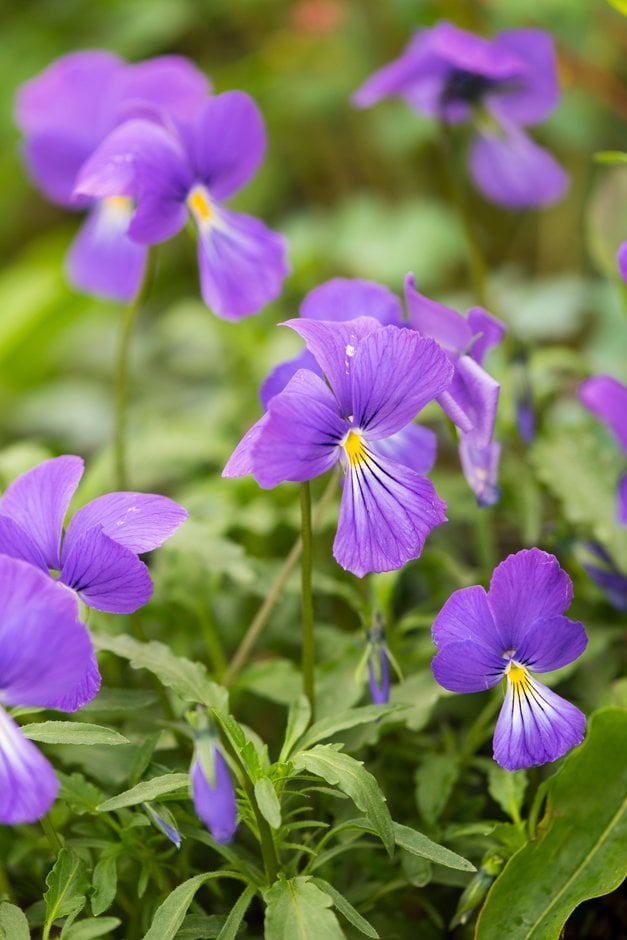Corsican violet