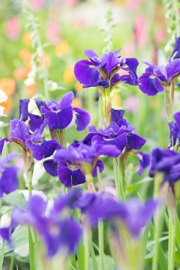 Siberian iris 'Ruffled Velvet'