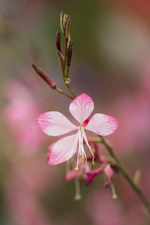 gaura 'Little Janie'