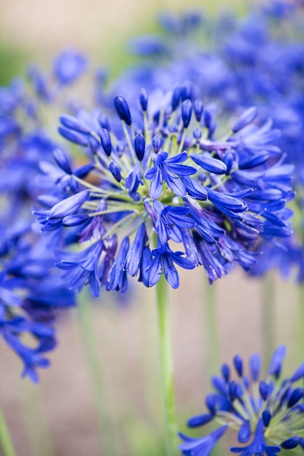 African lily 'Flower of Love'