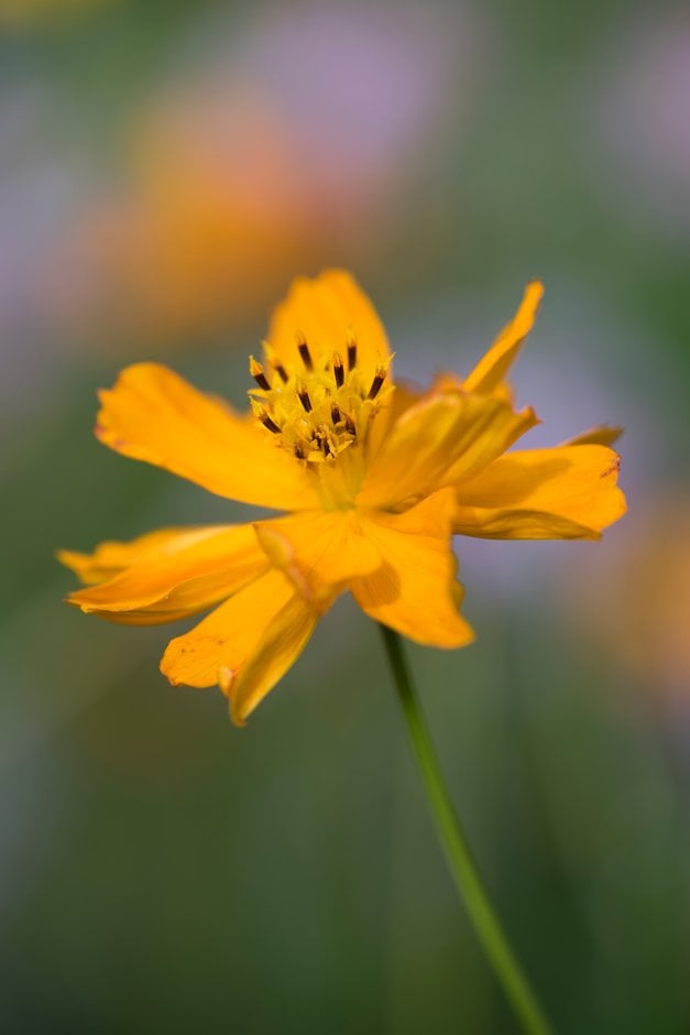 cosmos [Klondike Mixed]