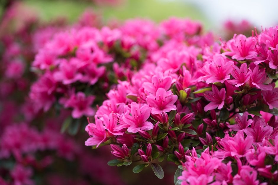 rhododendron 'Hinode-giri'