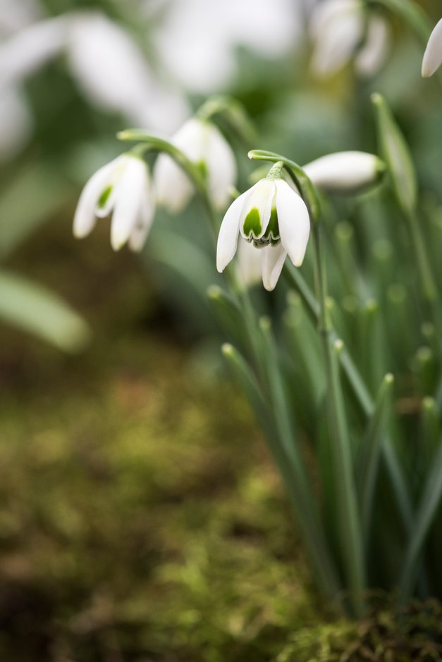 snowdrop 'Cordelia'