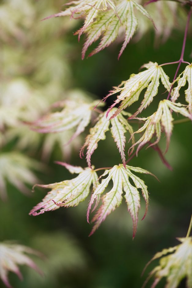 Japanese maple 'Peaches and Cream'