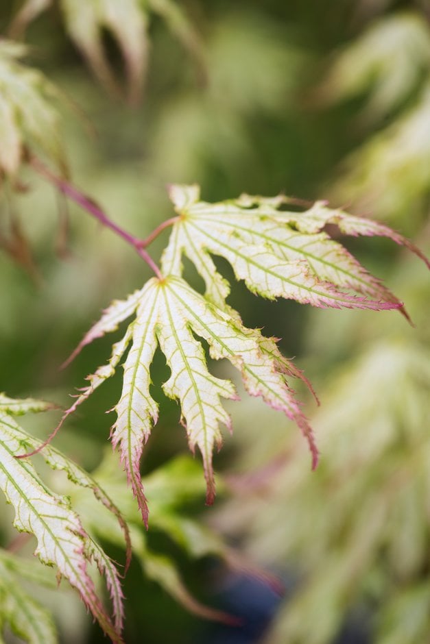 Japanese maple 'Peaches and Cream'