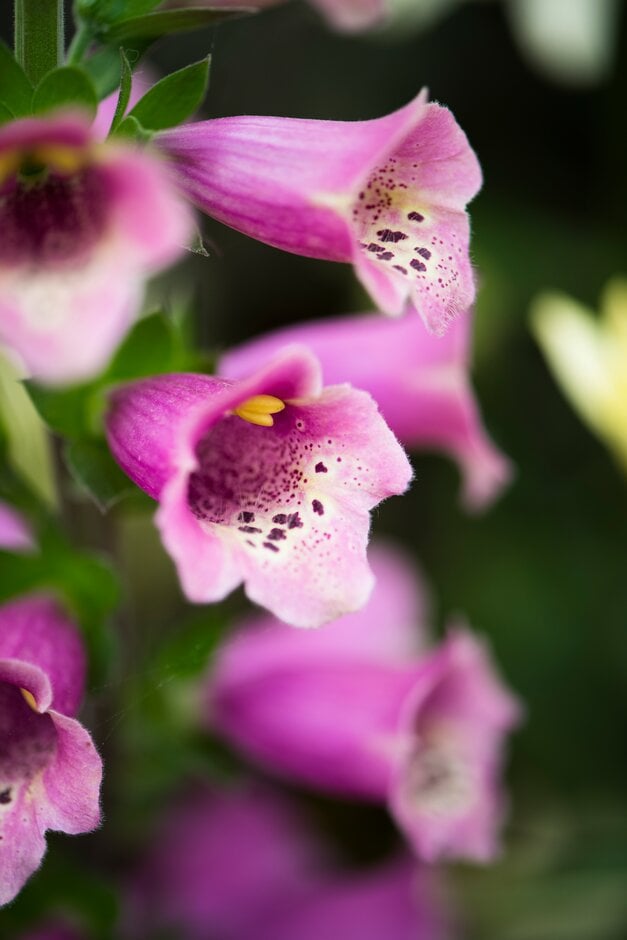 foxglove [Foxlight Plum Gold]