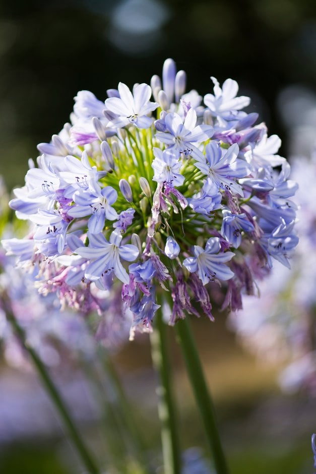 African lily 'Hoyland Blue'