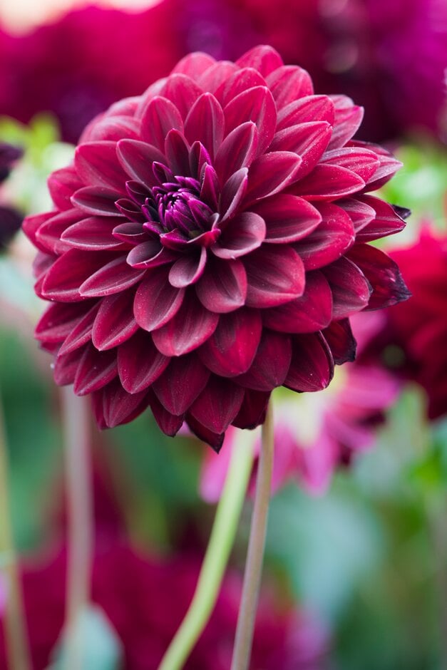 dahlia 'Arabian Night'