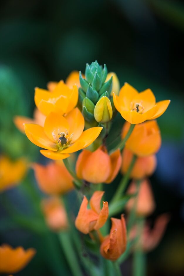 star of Bethlehem