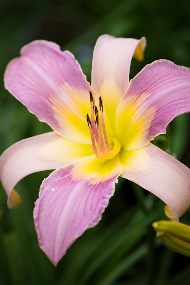 daylily 'Calligraphy'