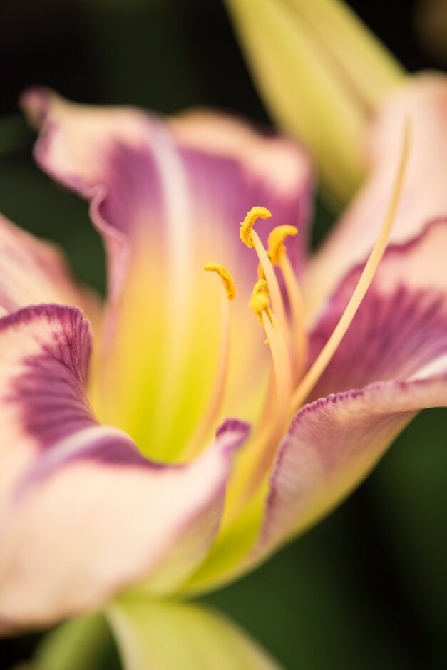 daylily 'Womanizer'