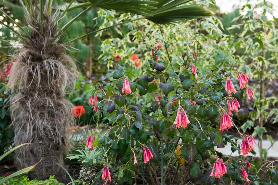 fuchsia 'Traudchen Bonstedt'