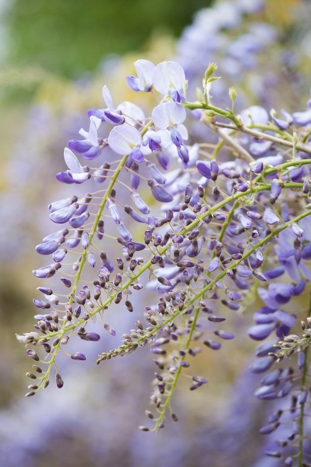 Chinese wisteria 'Prolific'