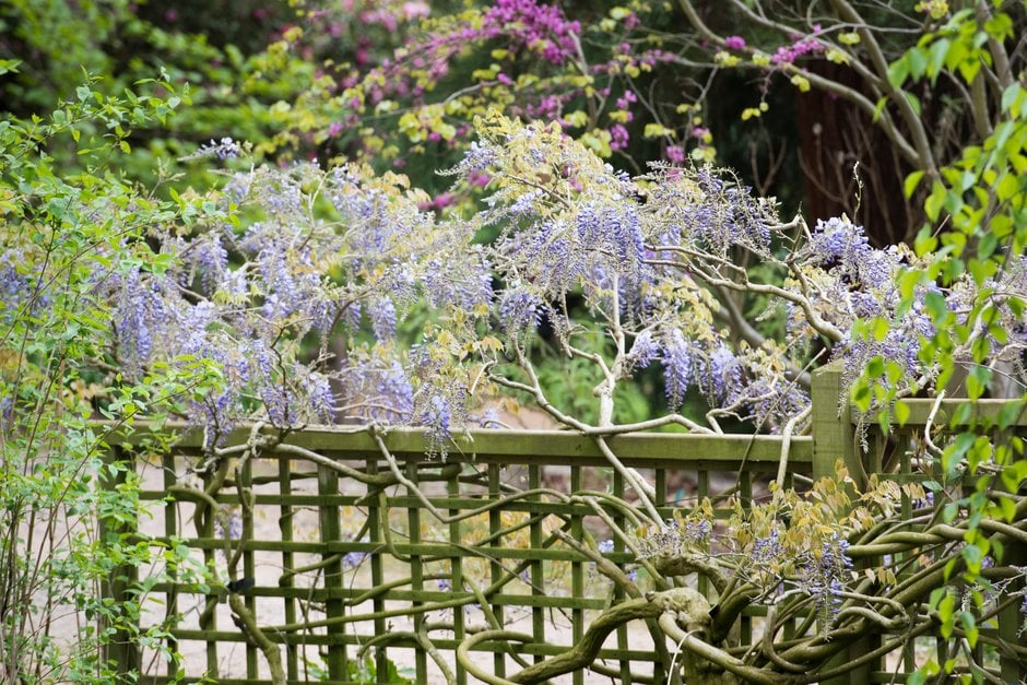 Chinese wisteria 'Prolific'