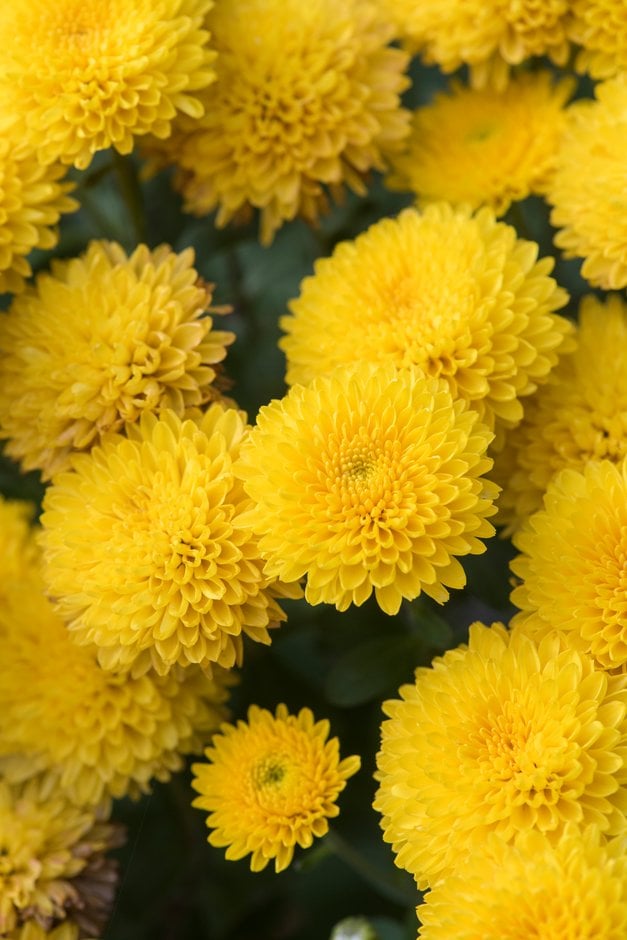 chrysanthemum [Holly]