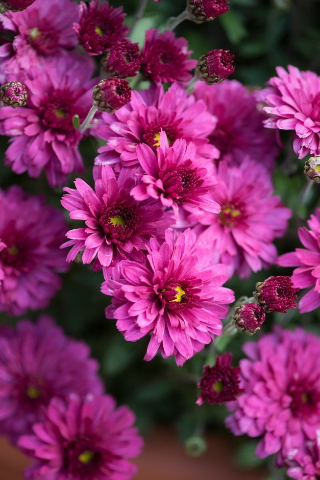 chrysanthemum 'Mezzo Magenta'
