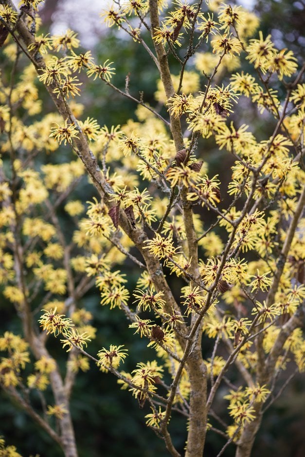 witch hazel 'Sunburst'
