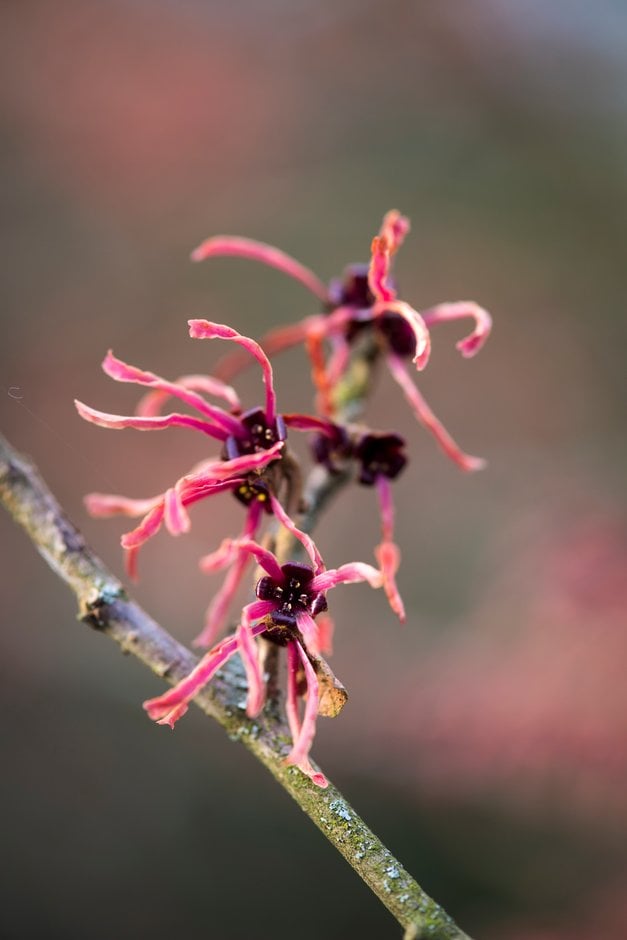 witch hazel 'Ruby Glow'