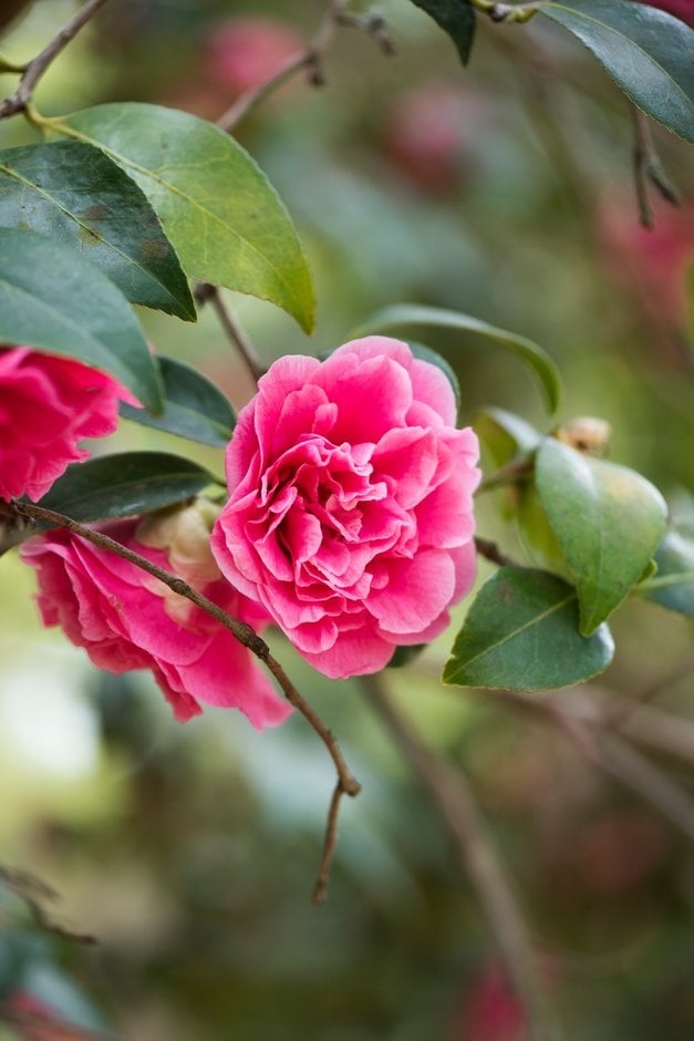 Camellia × williamsii 'Rose Parade'|camellia 'Rose Parade'/RHS Gardening