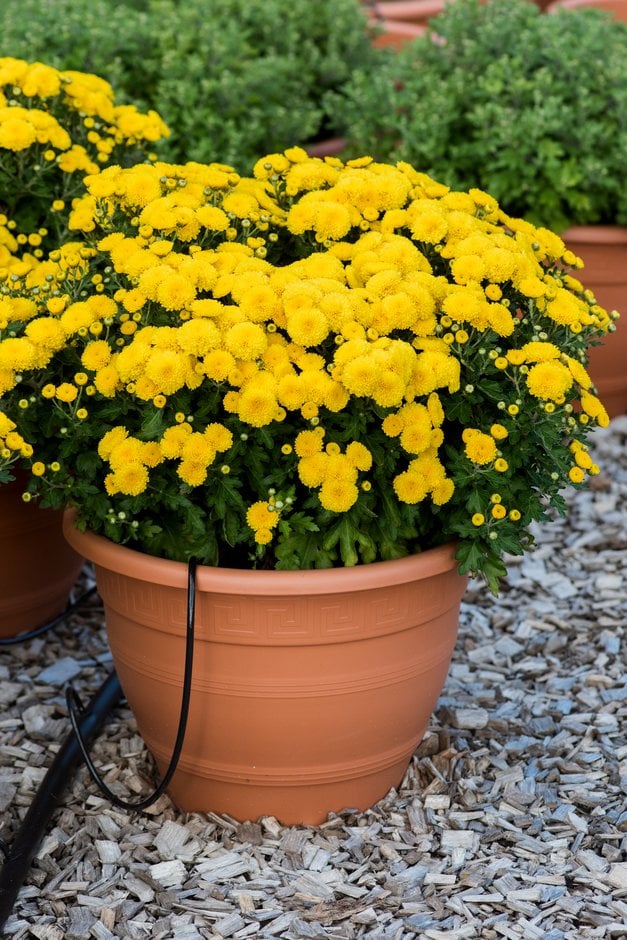 chrysanthemum [Natalie]
