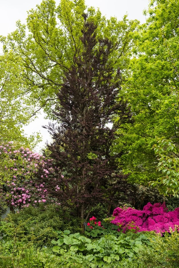 Cercidiphyllum Japonicum Red Fox Katsura Rotfuchs Trees Rhs Gardening