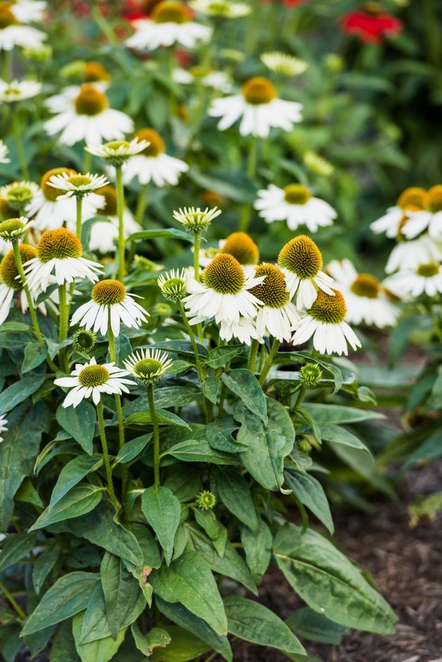 coneflower [Sombrero Blanco]