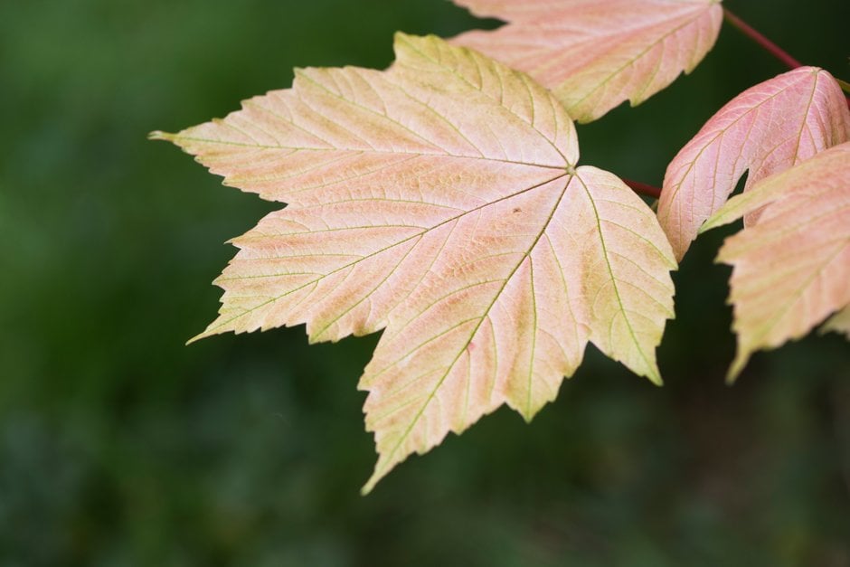 sycamore 'Brilliantissimum'