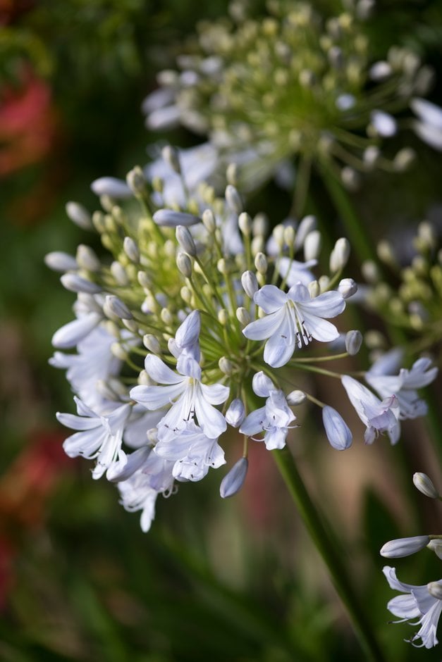 African lily 'Angela'