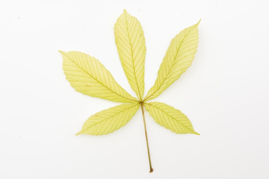 horse chestnut 'Hampton Court Gold'