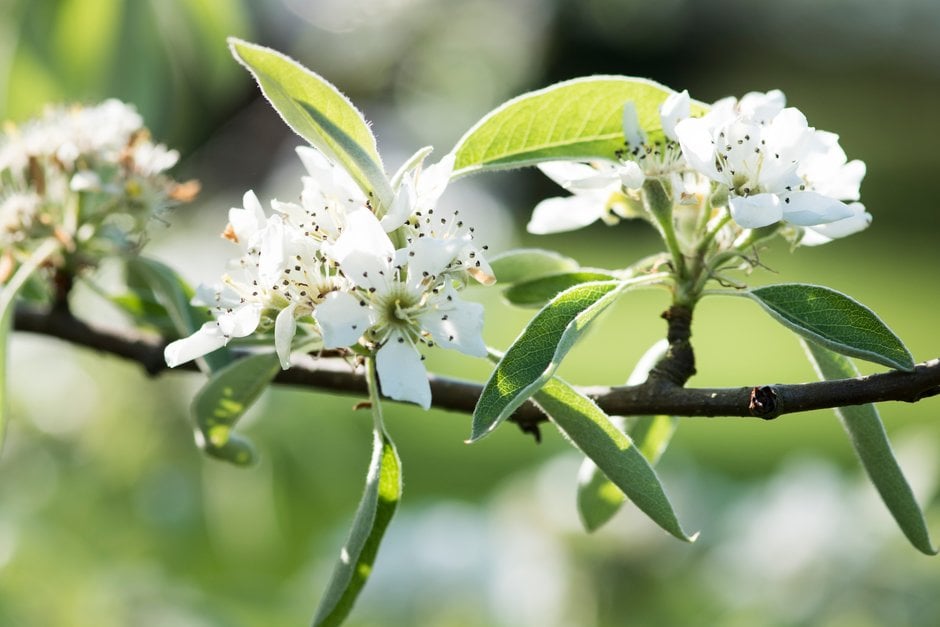 <em>Pyrus</em> <em>elaeagrifolia</em> subsp. <em>kotschyana</em>