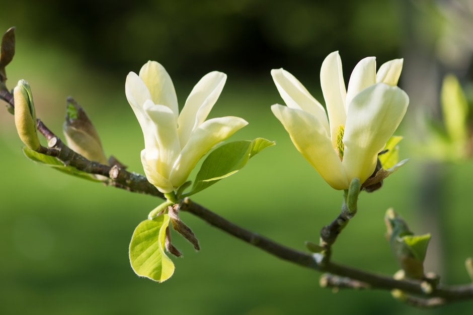 magnolia 'Golden Pond'