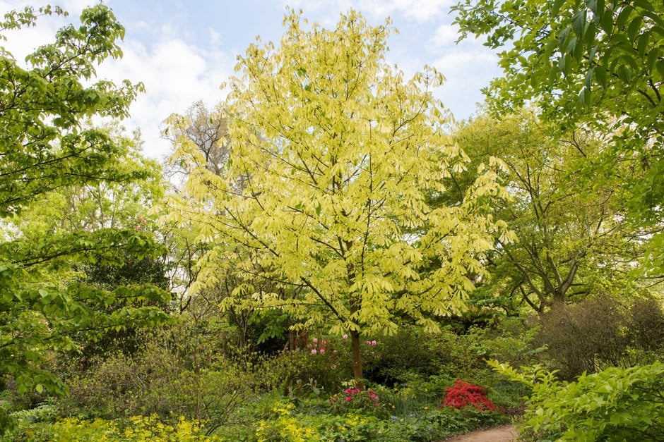 horse chestnut 'Hampton Court Gold'