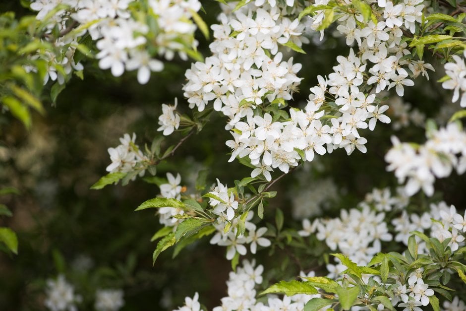 cut-leaf crab apple