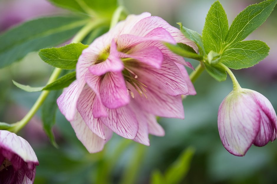 hellebore [SP Lily]