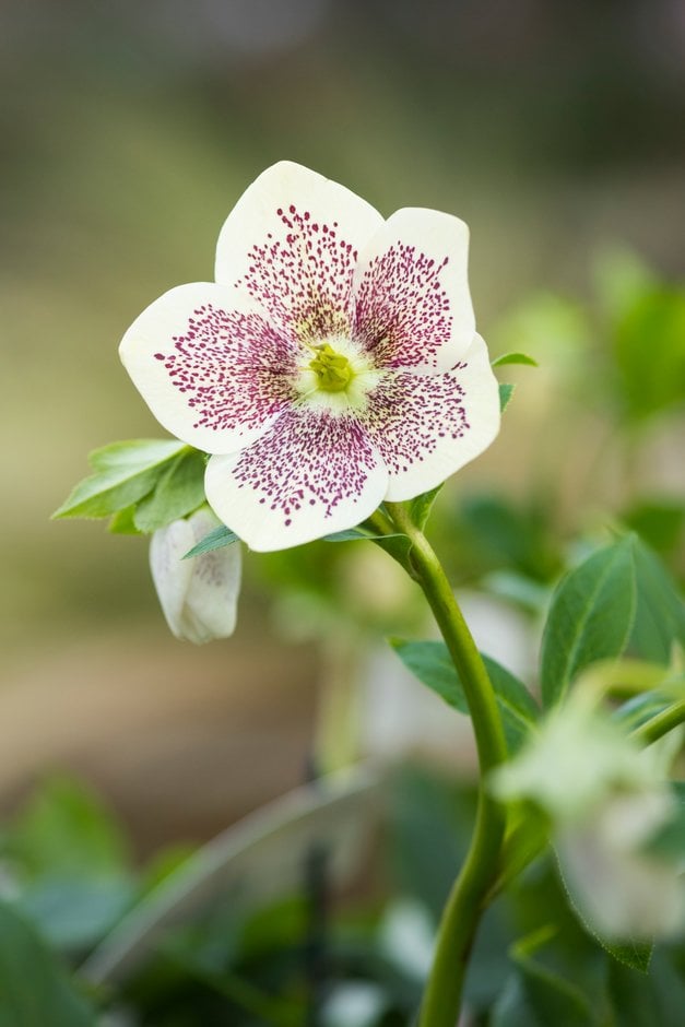 hellebore [SP Conny]