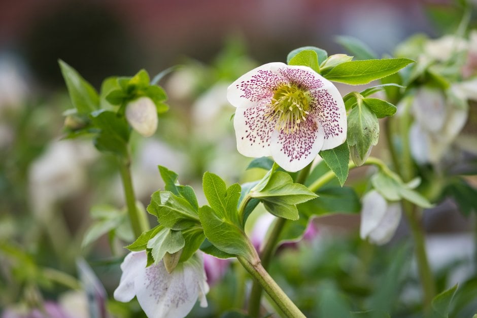 hellebore [SP Conny]