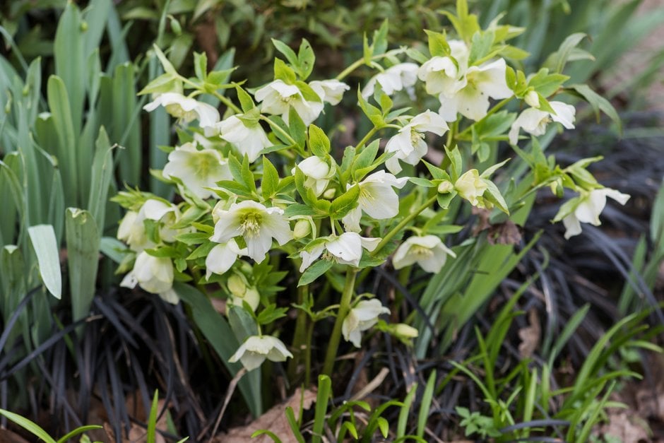 hellebore 'Snow Love'