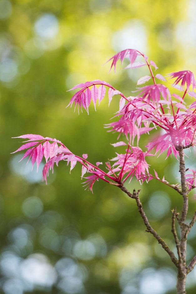 Chinese cedar 'Flamingo'