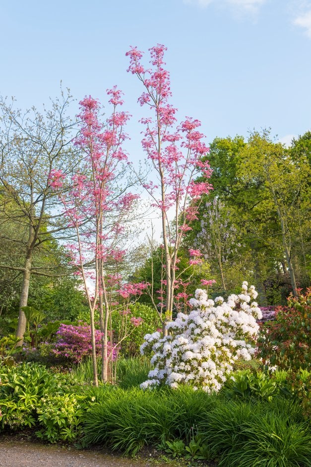 Chinese cedar 'Flamingo'