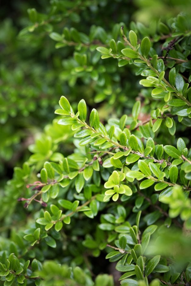 red-twigged whortleberry