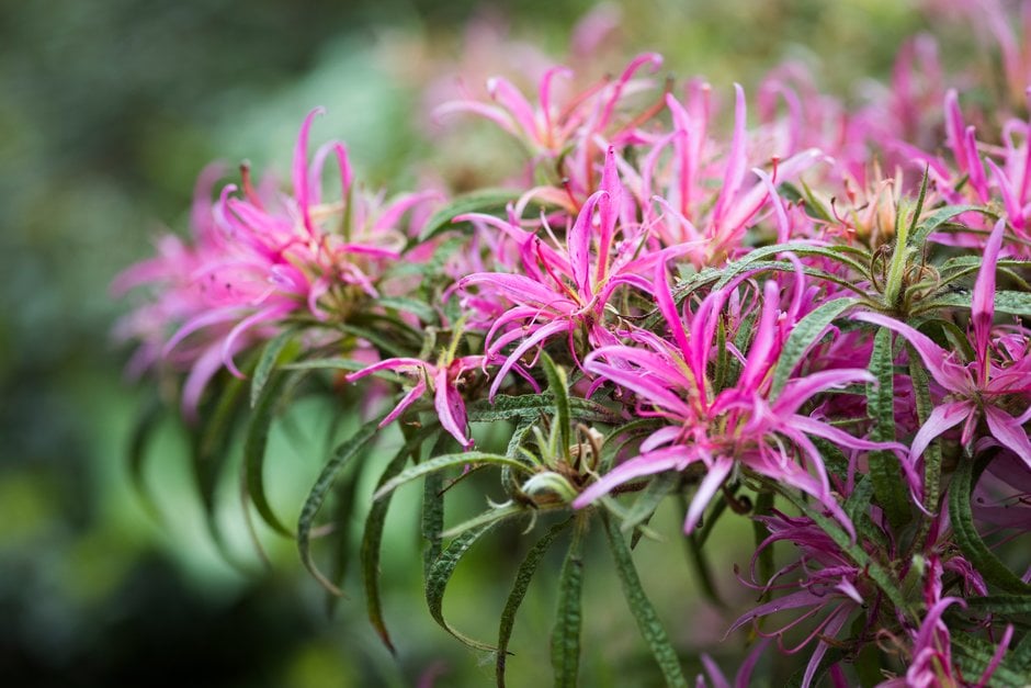 Rhododendron stenopetalum 'Linearifolium' (EA)|rhododendron 'Linearifolium'/RHS  Gardening