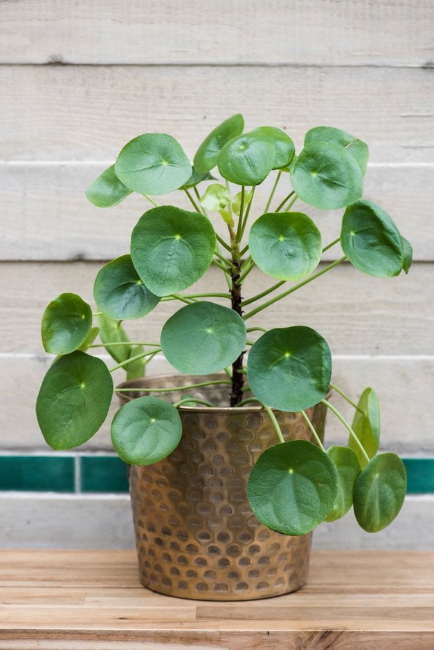 missionary plant