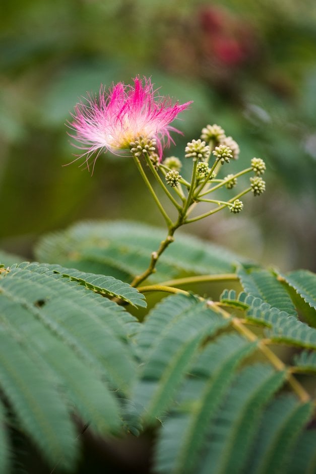 silk tree