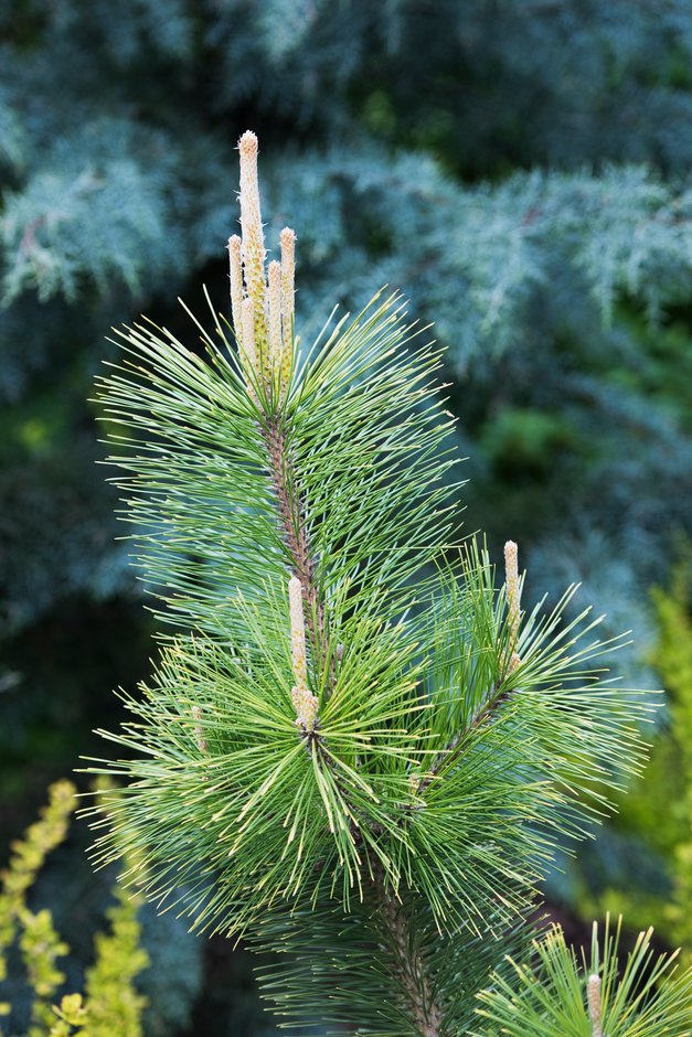 Japanese black pine 'Ogon'